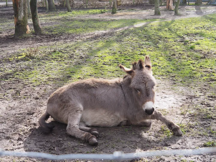 Lens Polder kinderboerderij in Nieuwpoort (Belgie)